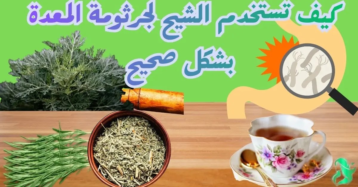 طريقة-استخدام-الشيح-لجرثومة-المعدة