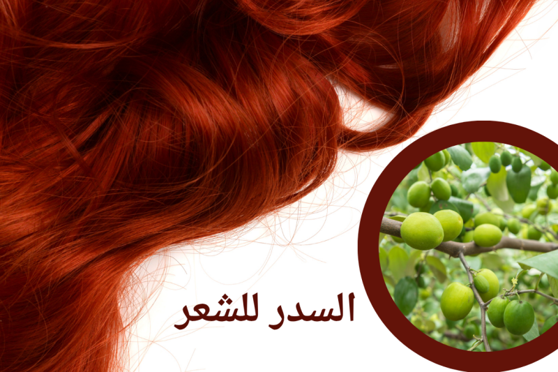 السدر للشعر: الدليل الشامل للفوائد والاستخدامات